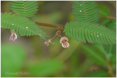 Aeschynomene americana